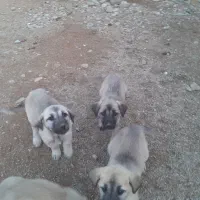 توله سراب اصیل