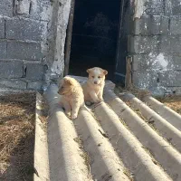 دوتا توله سگ دوماهه نر|سگ|شیرگاه, |دیوار