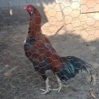 جوجه خروس لاری اصیل|حیوانات مزرعه|واجارگاه, |دیوار