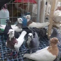 کبوتر کفتر رنگی و نقش پرشی و زدوخوردی|پرنده|شاهین‌شهر, عطار|دیوار