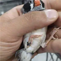 لوپ سیاه نر