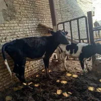 فروش گاو و گوساله نر در شادگان