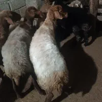 گوسفند .6راس میش جوان ابستن دو راس وره مار|حیوانات مزرعه|طبقده, |دیوار