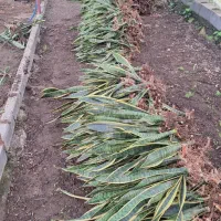 سانسوریا ابلق ریشه لخت