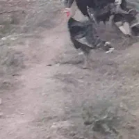 برنز انگلیسی بوقلمون