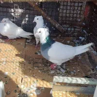 چند عدد طوقی