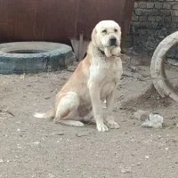 ی سگ آلابای استخون درشت|سگ|دشتابی, |دیوار