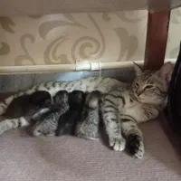 گربه خانگی تازه وضع حمل کرده