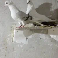 نردمی و ماده کاغذی