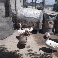 غاز