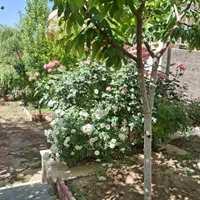 500زمین واقع در شلمزار منطقه کوهستانی|فروش خانه و ویلا|هشتگرد, هیو|دیوار