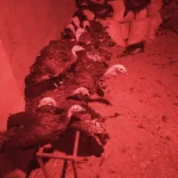 بوقلمون برنز