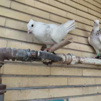 پرنده کفتر|پرنده|شیراز, زرهی|دیوار
