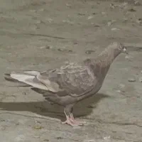 زاغ کاکلی. پشت زرد خط دار. سار