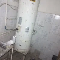 چند جفت کفتر سالم عالیی فروشی|پرنده|اصفهان, سودان|دیوار