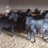 ۴۰ راس شیشک میش