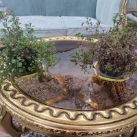 گل برگ انجیری،سانسوریا،نخل مرداب،رویال،قاشقی|گل و گیاه طبیعی|مشهد, مصلی (کارمندان اول)|دیوار