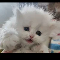 اسکاتیش لانگ هایر