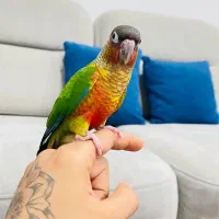 گرینچیک باهوش