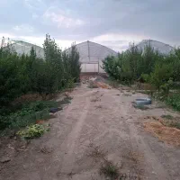 گلخانه به متراژ 15000 متراژ 2000متر درختان میوه|فروش دفتر صنعتی، کشاورزی، تجاری|هشتگرد, تهران دشت|دیوار