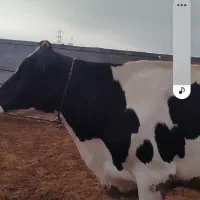 دورس گاوشکم دوم ۲۰روزمانده به زایش