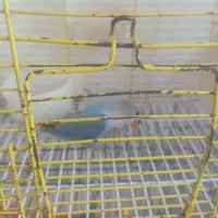 طوطی برزیلی زیبا