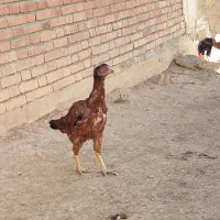 مرغ لاری|حیوانات مزرعه|سقز, |دیوار