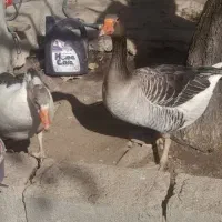 غاز  نر و ماده|حیوانات مزرعه|یاسوج, |دیوار