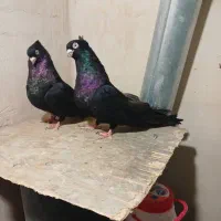 کفتر صرب سیاه