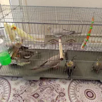 انواع نژاد های عروس هلندی نر و ماده