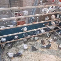 کبوترپرشی|پرنده|شهریار, شهرک مصطفی خمینی|دیوار