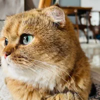 اسکاتیشNY11|گربه|مراغه, |دیوار