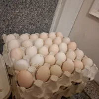 تخم مرغ رسمی|خوردنی و آشامیدنی|همدان, |دیوار