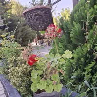 باغ رستوران شهلایی|خدمات پذیرایی، مراسم|کرمانشاه, |دیوار