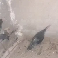 مرغ سرحال وبوقلمون|حیوانات مزرعه|تنکمان, |دیوار