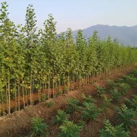 پرورش سود از زمین با نهال‌های صــنوبر مقاوم