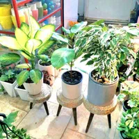 پایه گلدان حصیری|گل و گیاه طبیعی|بروجرد, |دیوار