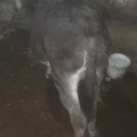 خرچهارساله