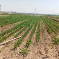 زمین کشاورزی روبروی پتروشیمی
