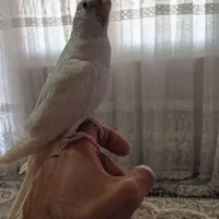 عروس البینو جوجه و بالغ|پرنده|هشتگرد, |دیوار