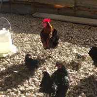 مرغ و خروس چینی خیلی قشنگ و سالم رامسر سادات شهر|حیوانات مزرعه|کتالم و سادات شهر, |دیوار