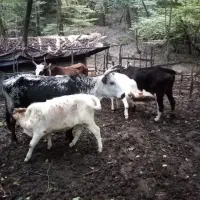 فروش 17راس گاووگوساله دورگ جنگلی