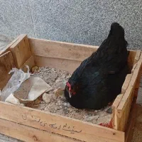 مرغ تخم گذار|حیوانات مزرعه|نسیمشهر, |دیوار