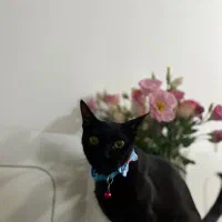 گربه مشکی با قلاده ابی گمشده|حیوانات|اهواز, سیصد دستگاه|دیوار