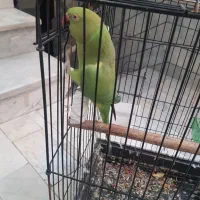 طوطی ملنگو بالغ مست مست|پرنده|فردیس, داوری|دیوار