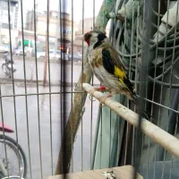 سهره نر|پرنده|بوکان, |دیوار