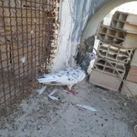 سار سرور کاکلی هفترنگ غول