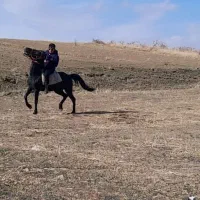 مادیون کرد|اسب و تجهیزات اسب‌سواری|نهاوند, |دیوار