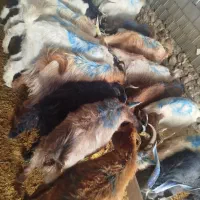 بز داشتی|حیوانات مزرعه|چیتاب, |دیوار