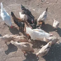 مرغ خروس جوجه|حیوانات مزرعه|کوهدشت, |دیوار